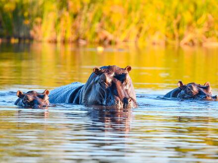 13 Tage Rundreisen Namibia, Botswana & Simbabwe: Erlebnisse in kleiner Gruppe, großartige Momente in wilder Landschaft Unkategorisiert online kaufen