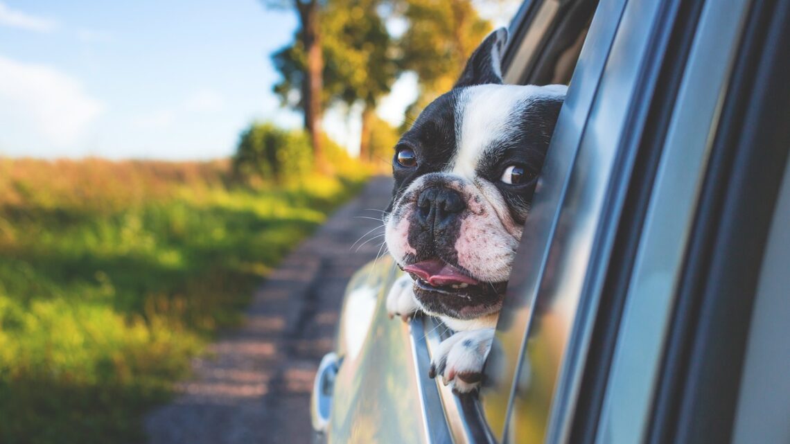 Der perfekte Schlafplatz für den Hund – Tipps und Anregungen Der perfekte Schlafplatz für den Hund – Tipps und Anregungen