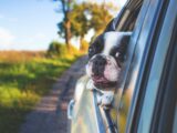 Der perfekte Schlafplatz für den Hund – Tipps und Anregungen