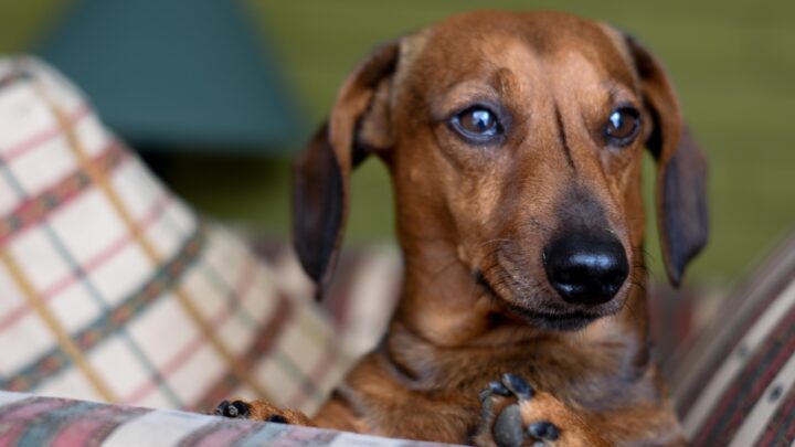 Reisen mit dem Hund – an diese Dinge sollte man unbedingt denken